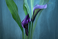 flowers-mini-05