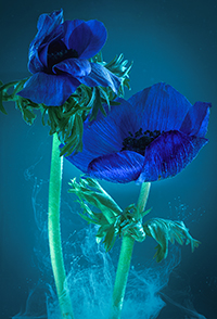 flowers-mini-06
