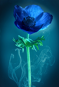 flowers-mini-07