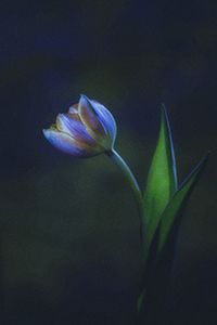flowers-mini-09
