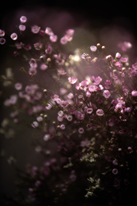 flowers-mini-10