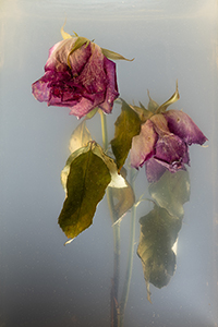 flowers-mini-12