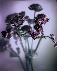 flowers-mini-13
