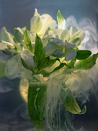 flowers-mini-17