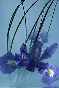 flowers-mini-19