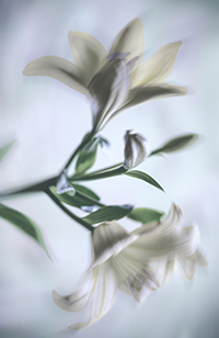 flowers-mini-20