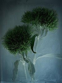 flowers-mini-21