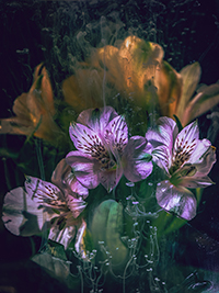flowers-mini-25