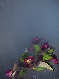 flowers-mini-26