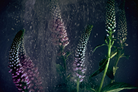 flowers-mini-29