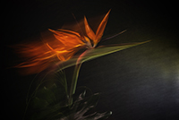 flowers-mini-30