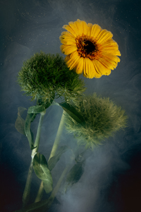 flowers-mini-31