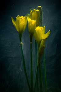 flowers-mini-32