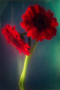 flowers-mini-33